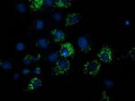 NDUFA7 Antibody in Immunocytochemistry (ICC/IF)
