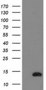 NDUFA7 Antibody in Western Blot (WB)