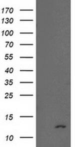NDUFA7 Antibody in Western Blot (WB)