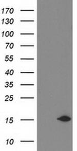 NDUFA7 Antibody in Western Blot (WB)