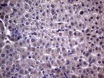 NDUFAF5 Antibody in Immunohistochemistry (Paraffin) (IHC (P))