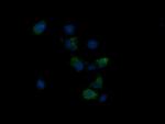 NDUFB10 Antibody in Immunocytochemistry (ICC/IF)