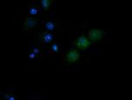 NDUFB10 Antibody in Immunocytochemistry (ICC/IF)