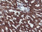NDUFB10 Antibody in Immunohistochemistry (Paraffin) (IHC (P))