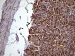 NDUFB11 Antibody in Immunohistochemistry (Paraffin) (IHC (P))