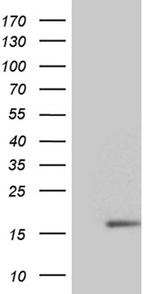 NDUFB3 Antibody in Western Blot (WB)