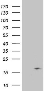 NDUFB3 Antibody in Western Blot (WB)