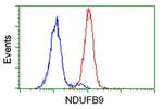 NDUFB9 Antibody in Flow Cytometry (Flow)