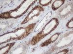 NDUFB9 Antibody in Immunohistochemistry (Paraffin) (IHC (P))
