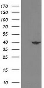 NECAB1 Antibody in Western Blot (WB)