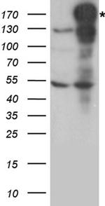 NEDD4 Antibody in Western Blot (WB)