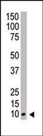NEDD8 Antibody in Western Blot (WB)