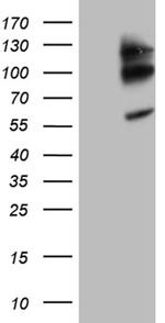 NEDD9 Antibody in Western Blot (WB)