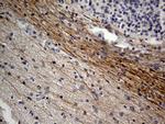 NEFH Antibody in Immunohistochemistry (Paraffin) (IHC (P))