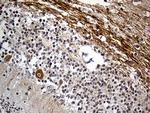 NEFH Antibody in Immunohistochemistry (Paraffin) (IHC (P))