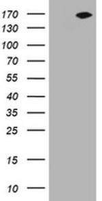 NEFH Antibody in Western Blot (WB)