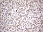 NEFM Antibody in Immunohistochemistry (Paraffin) (IHC (P))