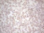 NEFM Antibody in Immunohistochemistry (Paraffin) (IHC (P))