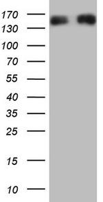 NEFM Antibody in Western Blot (WB)