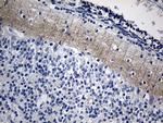 NEGR1 Antibody in Immunohistochemistry (Paraffin) (IHC (P))