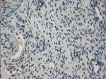 NEK6 Antibody in Immunohistochemistry (Paraffin) (IHC (P))