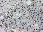 NEK6 Antibody in Immunohistochemistry (Paraffin) (IHC (P))