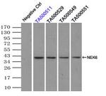 NEK6 Antibody in Immunoprecipitation (IP)