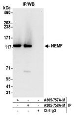 NEMF Polyclonal Antibody