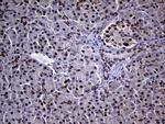 NEMF Antibody in Immunohistochemistry (Paraffin) (IHC (P))