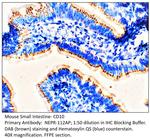 CD10 Polyclonal Antibody