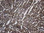 NES Antibody in Immunohistochemistry (Paraffin) (IHC (P))