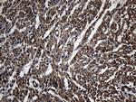 NES Antibody in Immunohistochemistry (Paraffin) (IHC (P))