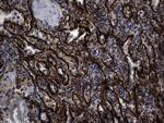 NES Antibody in Immunohistochemistry (Paraffin) (IHC (P))
