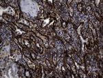 NES Antibody in Immunohistochemistry (Paraffin) (IHC (P))