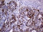 NES Antibody in Immunohistochemistry (Paraffin) (IHC (P))