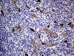 NES Antibody in Immunohistochemistry (Paraffin) (IHC (P))