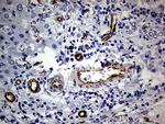 NES Antibody in Immunohistochemistry (Paraffin) (IHC (P))