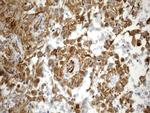 NES Antibody in Immunohistochemistry (Paraffin) (IHC (P))