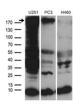 NES Antibody in Western Blot (WB)