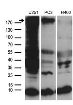 NES Antibody in Western Blot (WB)