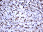 NEU1 Antibody in Immunohistochemistry (Paraffin) (IHC (P))