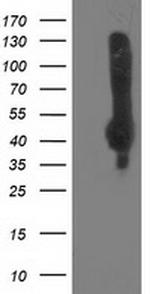 NEU2 Antibody in Western Blot (WB)