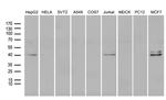 NEUROD4 Antibody in Western Blot (WB)