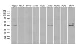 NEUROD4 Antibody in Western Blot (WB)
