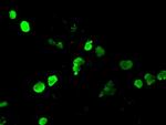 NEUROG1 Antibody in Immunocytochemistry (ICC/IF)