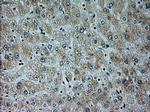NEUROG1 Antibody in Immunohistochemistry (Paraffin) (IHC (P))