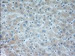 NEUROG1 Antibody in Immunohistochemistry (Paraffin) (IHC (P))