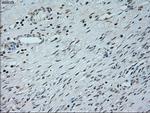 NEUROG1 Antibody in Immunohistochemistry (Paraffin) (IHC (P))