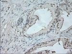 NEUROG1 Antibody in Immunohistochemistry (Paraffin) (IHC (P))