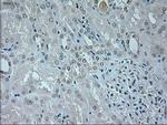 NEUROG1 Antibody in Immunohistochemistry (Paraffin) (IHC (P))